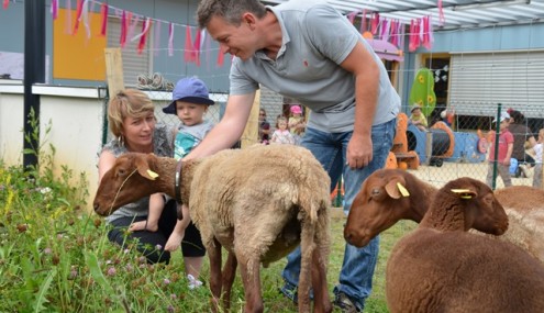 Accueil de 3 moutons en crèche !